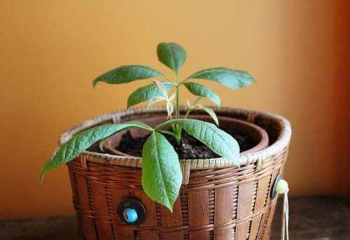 комнатное растение под названием денежное дерево: реально ли способно улучшить достаток