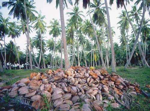сейшельские острова отдых на сейшелах